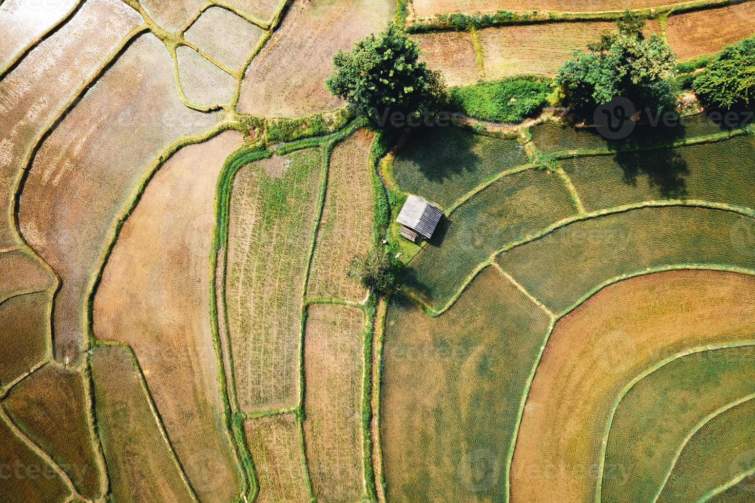 paisagem de campo de arroz em casca na Ásia, vista aérea de campos de arroz foto