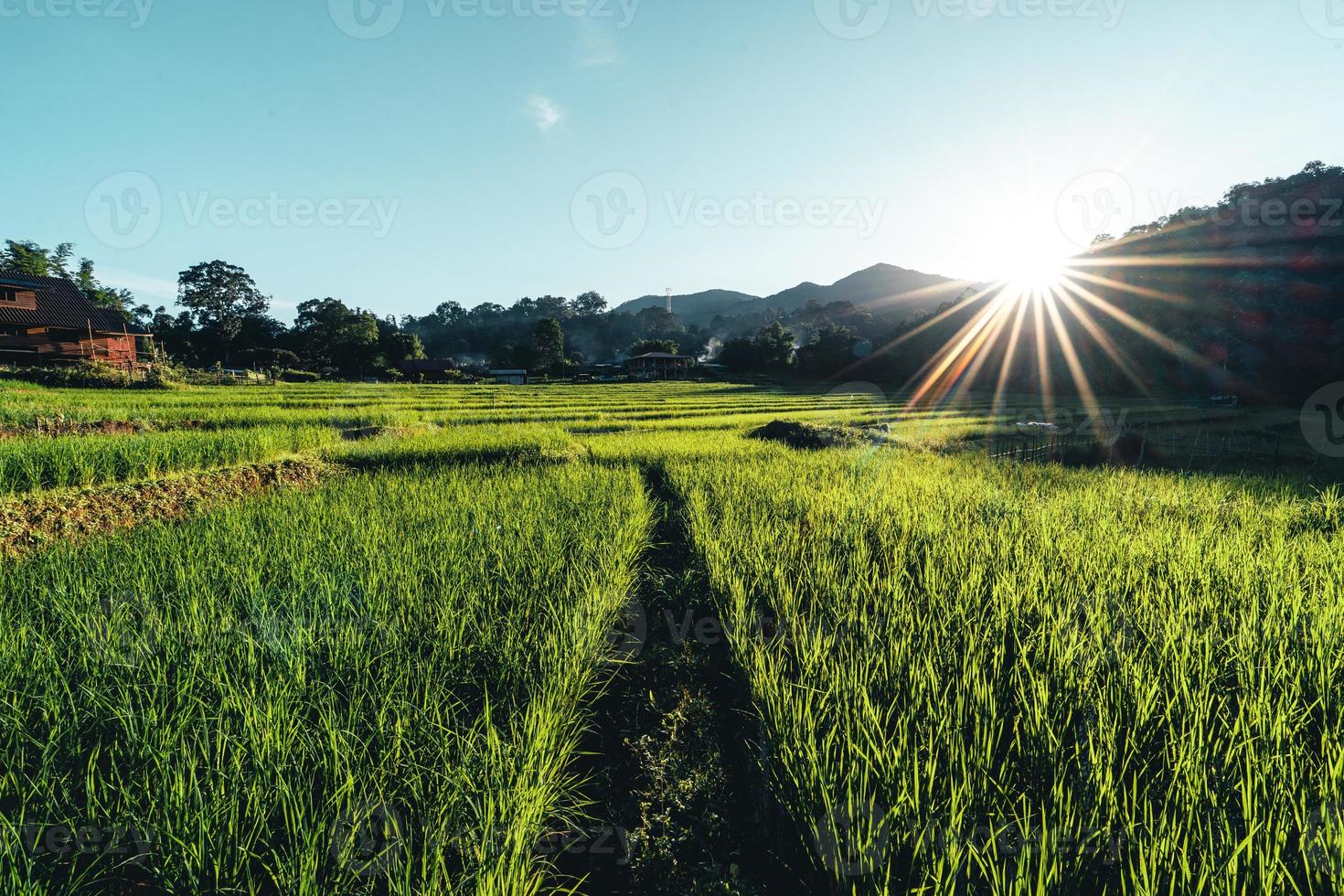 paisagem de campo de arroz em casca na Ásia, vista aérea de campos de arroz foto