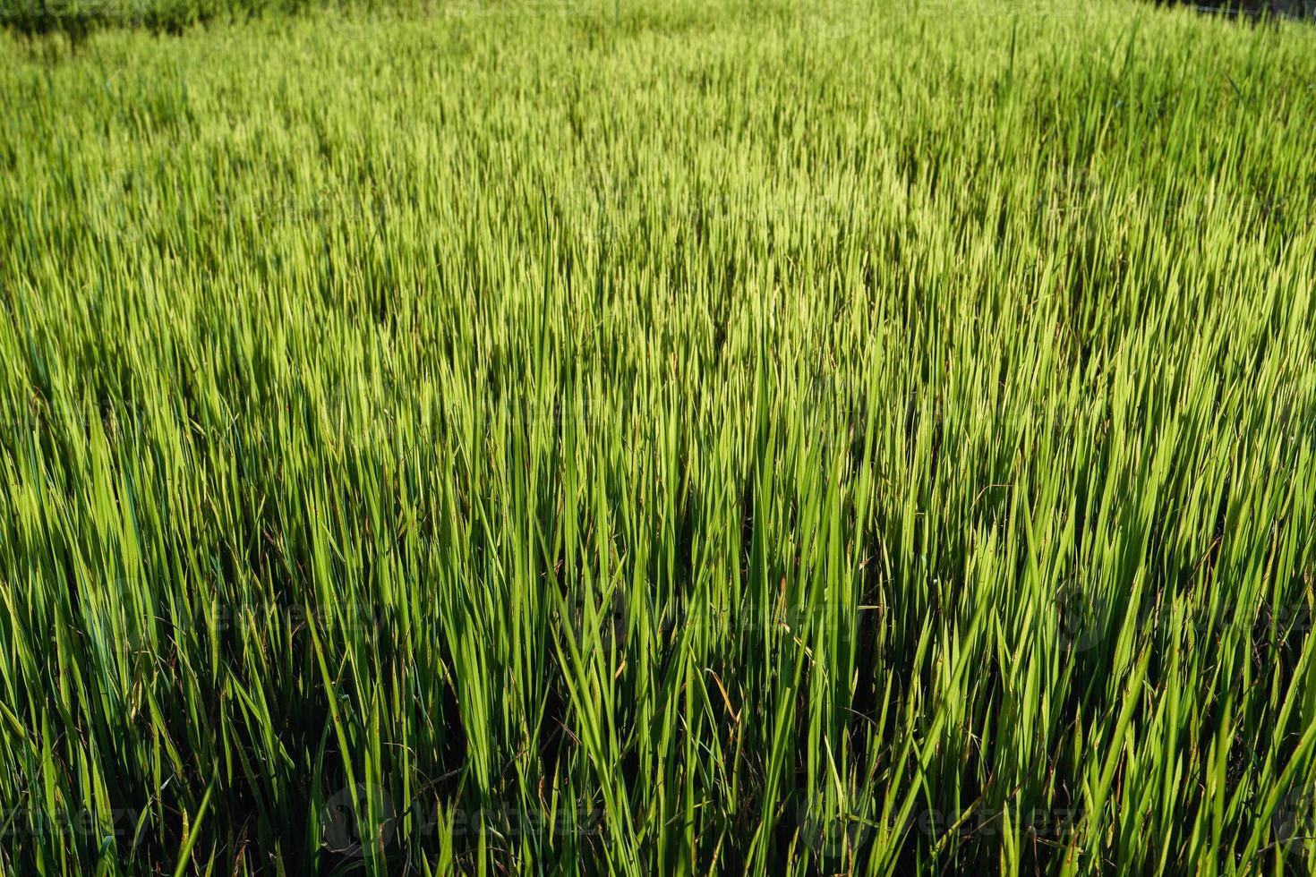 paisagem de campo de arroz em casca na Ásia, vista aérea de campos de arroz foto