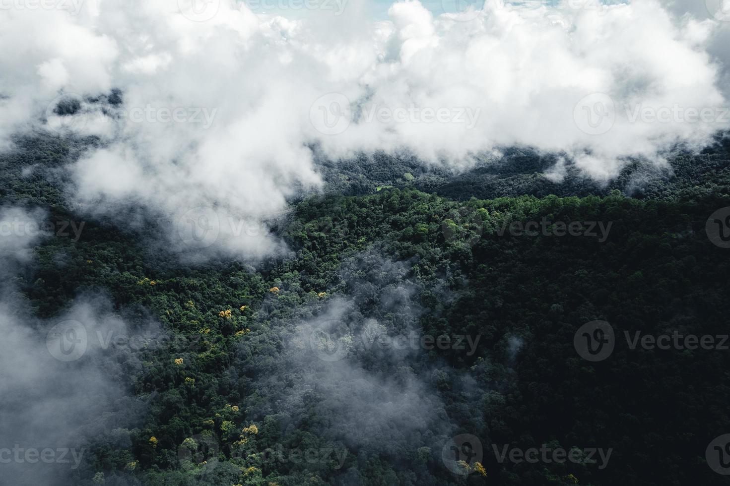 estrada na floresta, estação das chuvas, árvores da natureza e viagens com nevoeiro foto