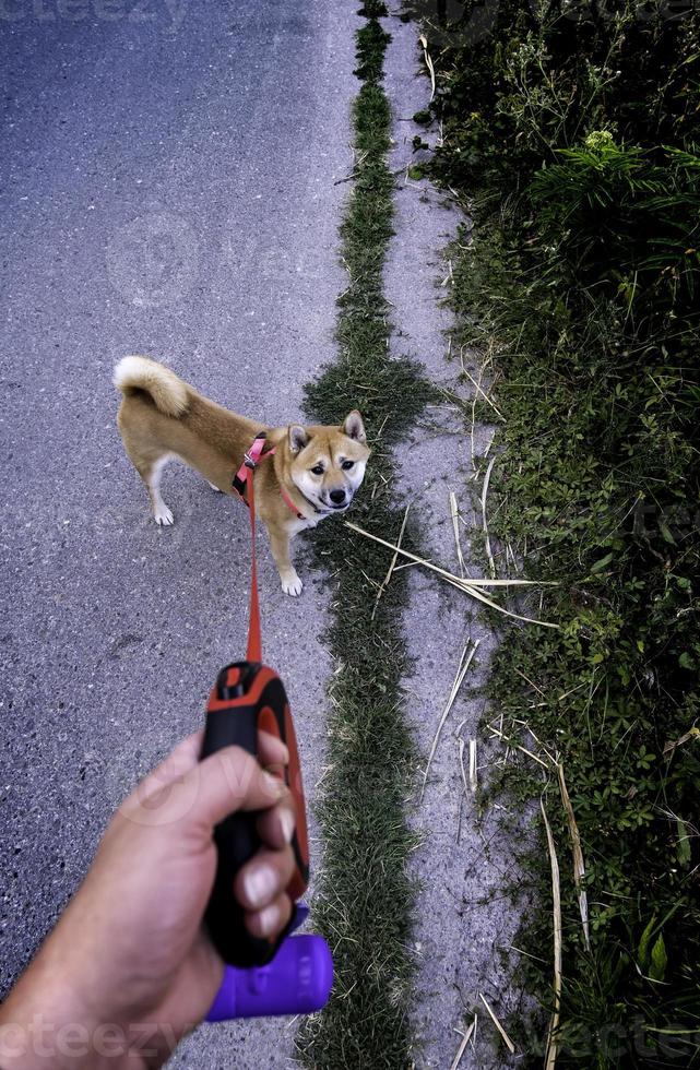 passeando com um cachorro foto