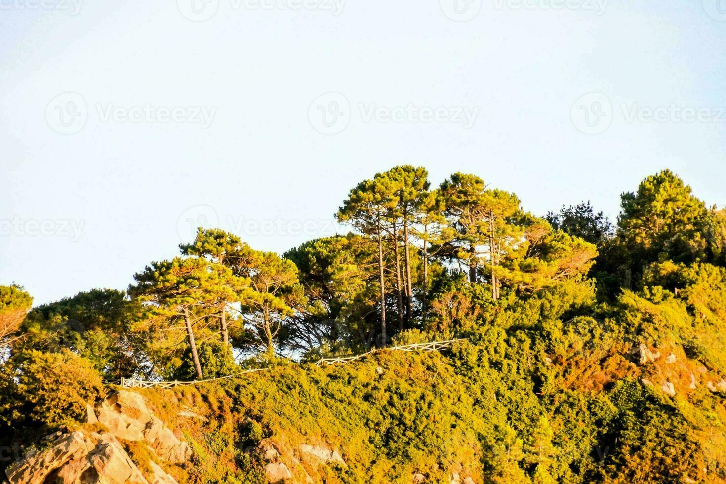 pinho árvores em a Beira do uma penhasco foto