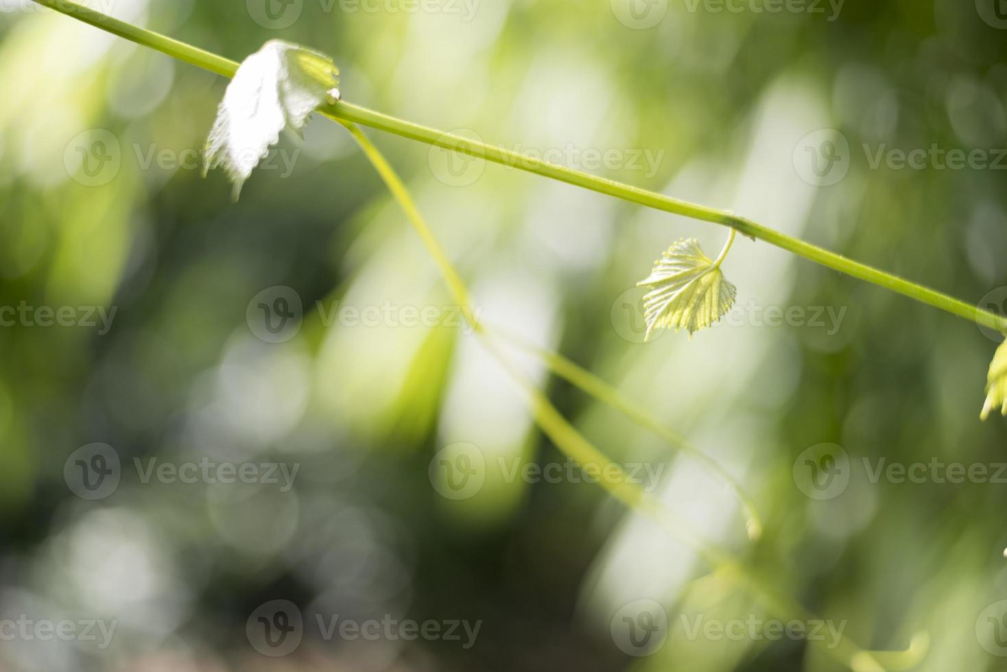 folha de uva verde na natureza com bokeh e luz natural de fundo foto