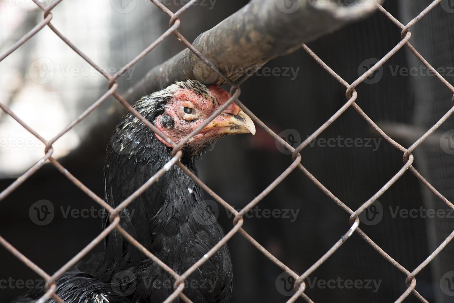 frango gamecock no galinheiro gaiola de aço, conceito animal foto