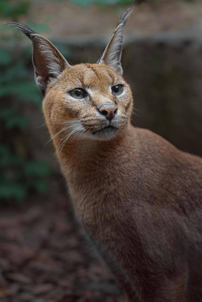 retrato de caracal foto