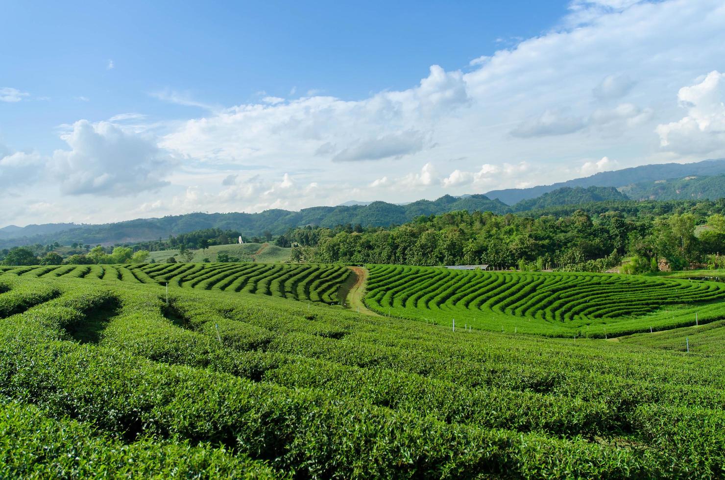 paisagem da fazenda de chá verde, a vista dos campos de chá verde. foto