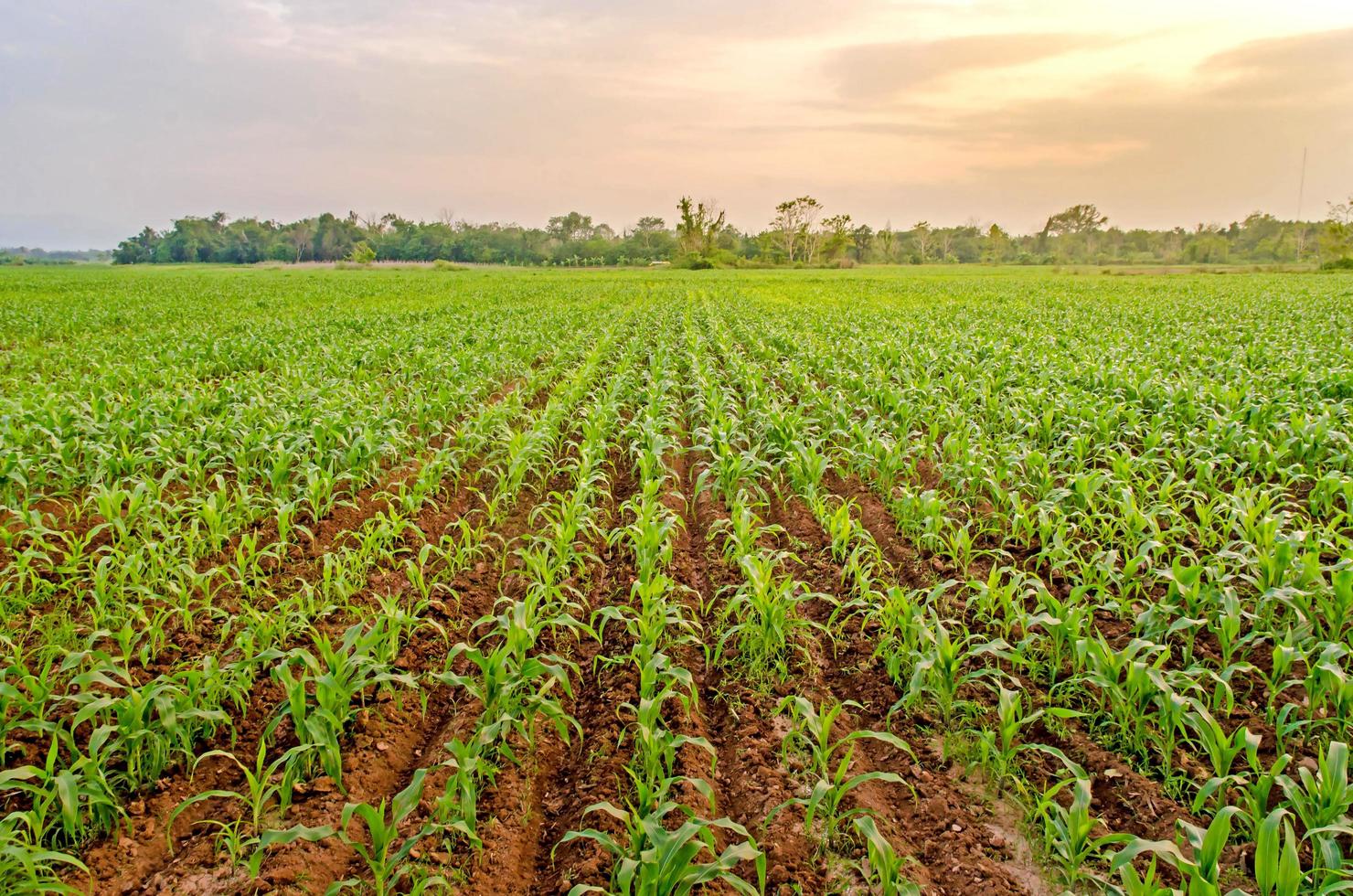 paisagem e campo de milho com o pôr do sol na fazenda foto