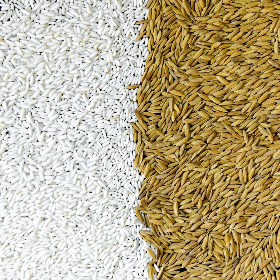 vista de cima arroz em casca e semente de arroz, grão de arroz integral e pilha de arroz. foto