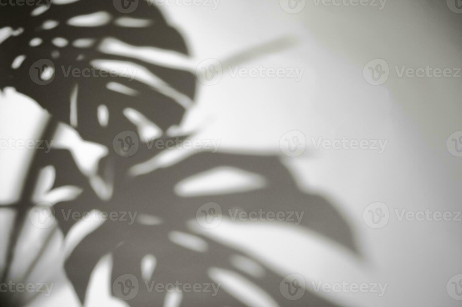 sombras monstera folha em concreto plantas absorver toxinas em branco parede borrão fundo Preto e branco foto