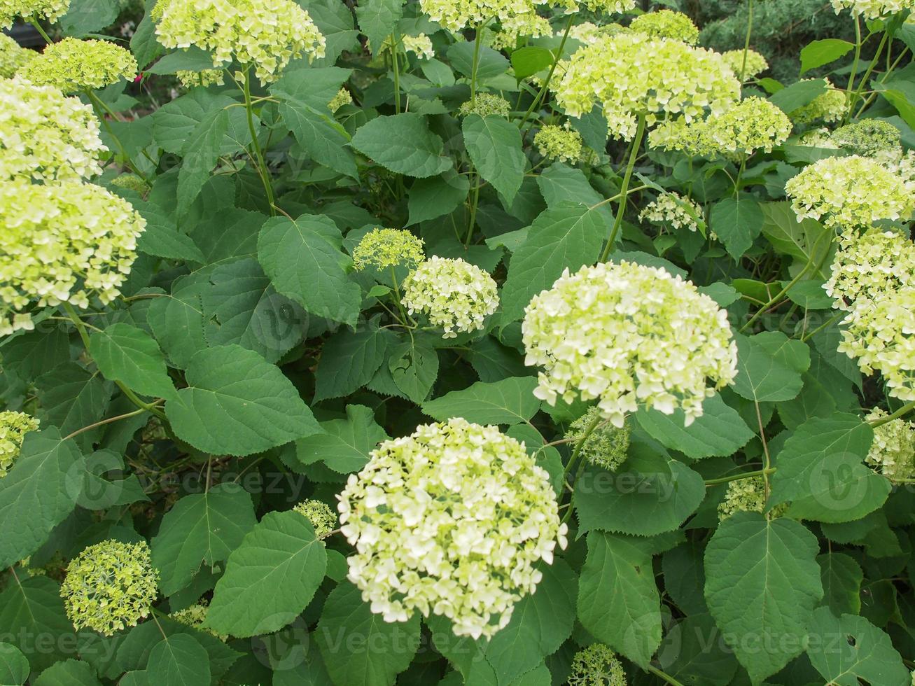 flor de hortênsia branca foto