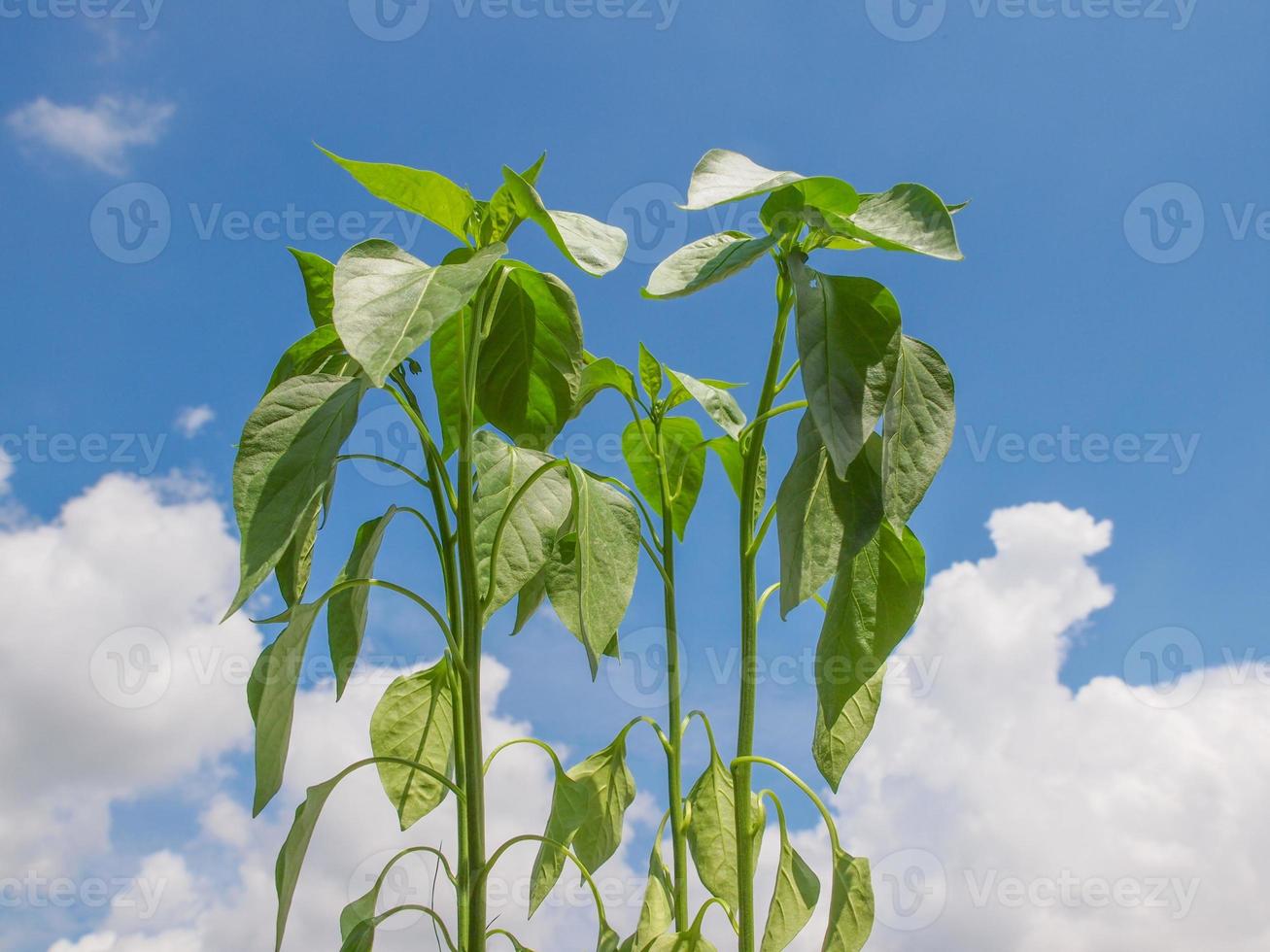 planta de pimenta foto