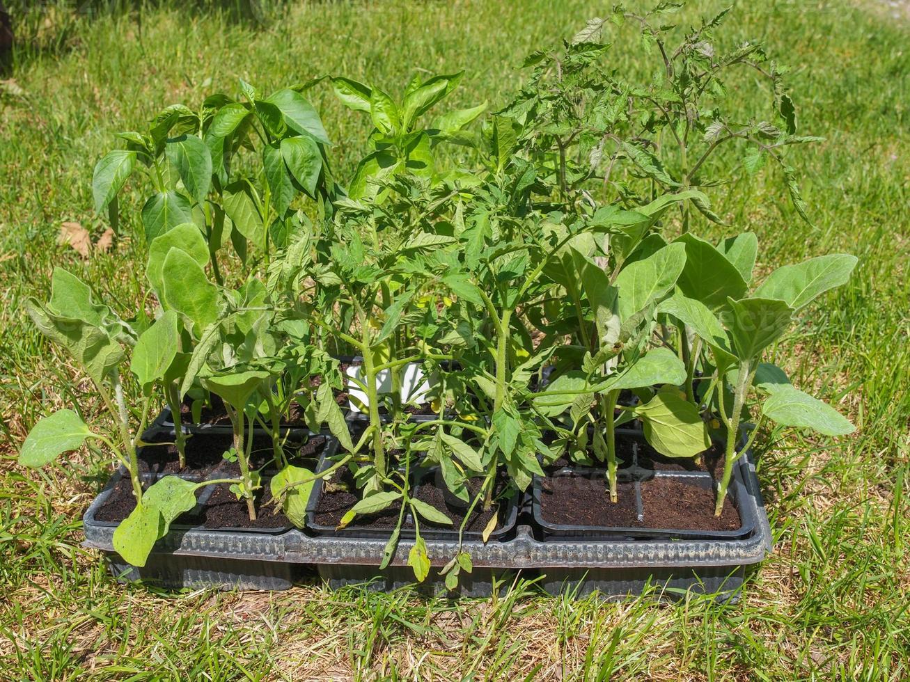 plugue planta em bandejas foto