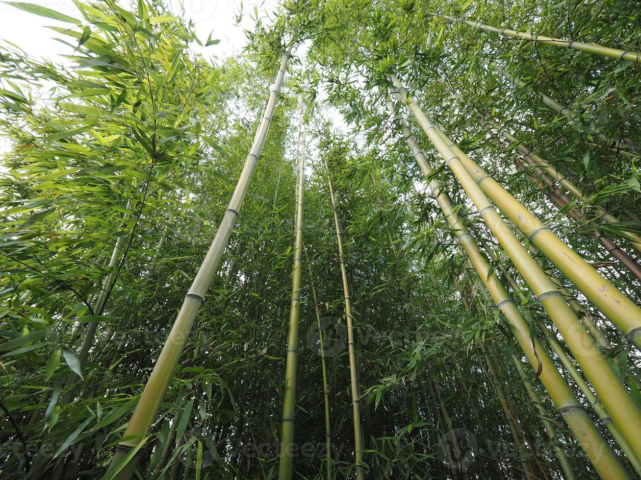 perspectiva da árvore de bambu foto