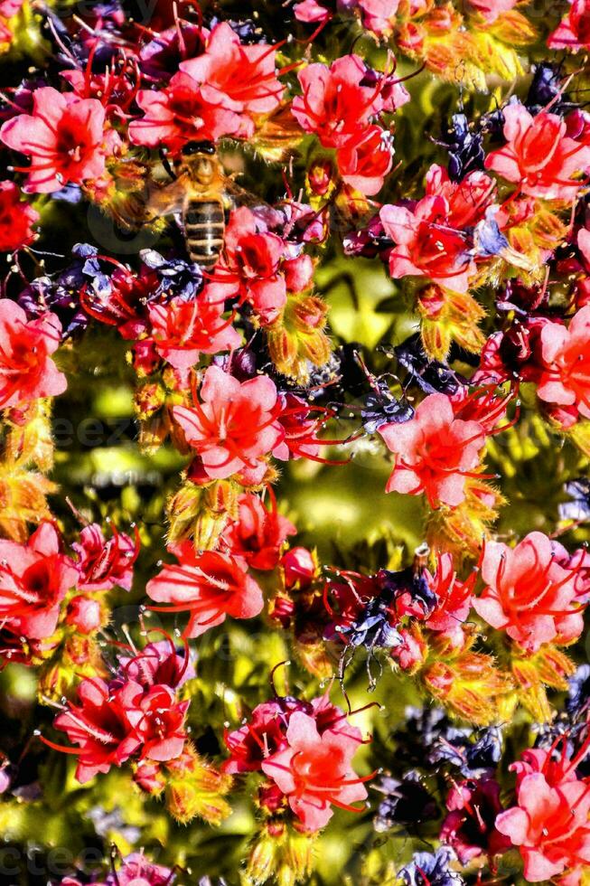 uma abelha e uma grupo do vermelho flores foto