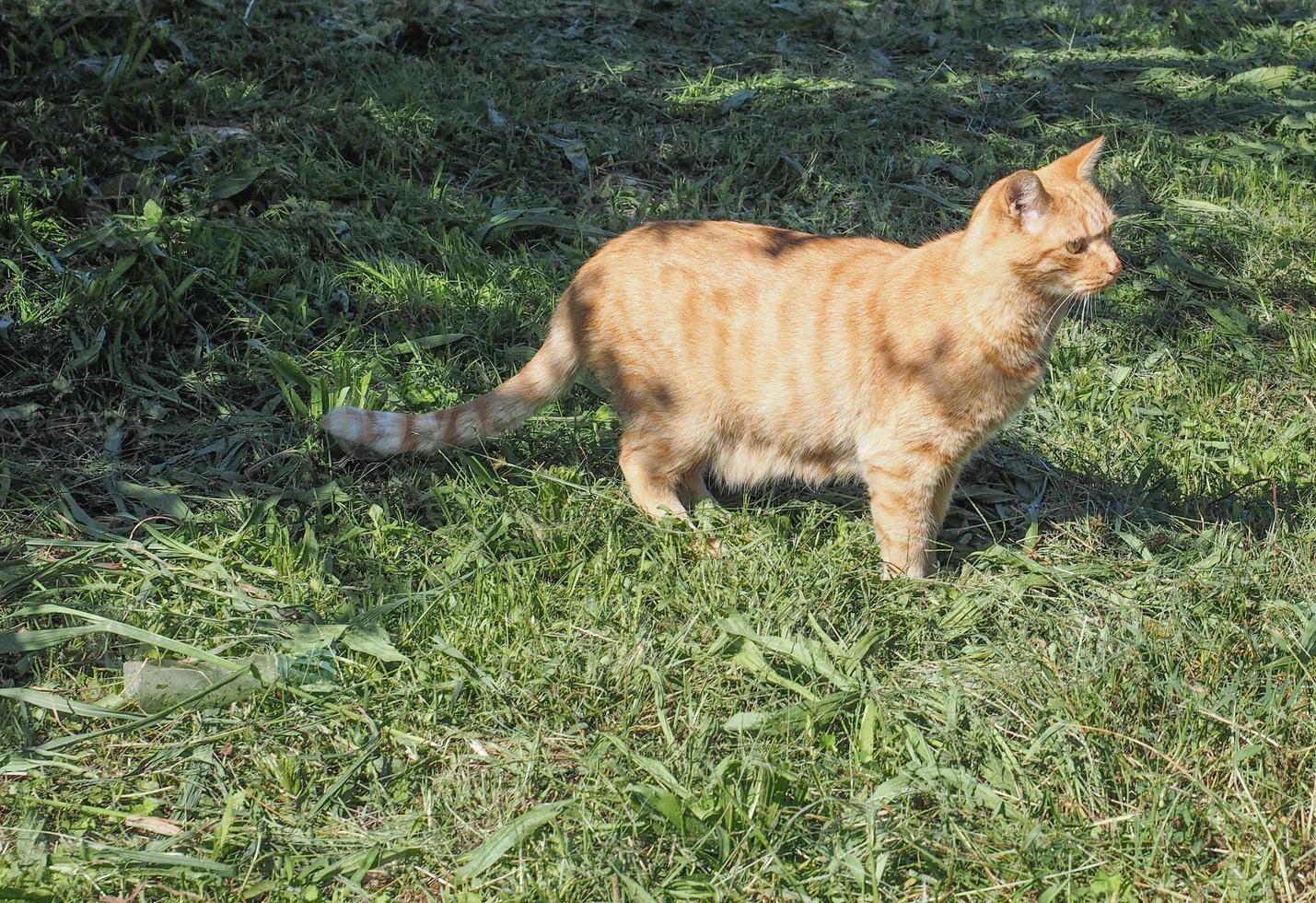 gato na grama foto