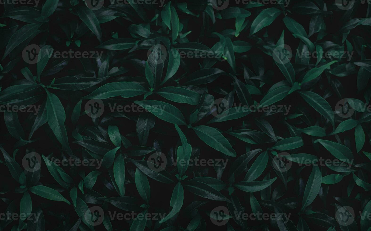 verde folhas background.green folhas com cópia de espaço.eles estão cor tom Sombrio dentro a manhã.tropical plantar dentro tailândia, meio ambiente, bom ar, fresco.foto conceito natureza e plantar. foto