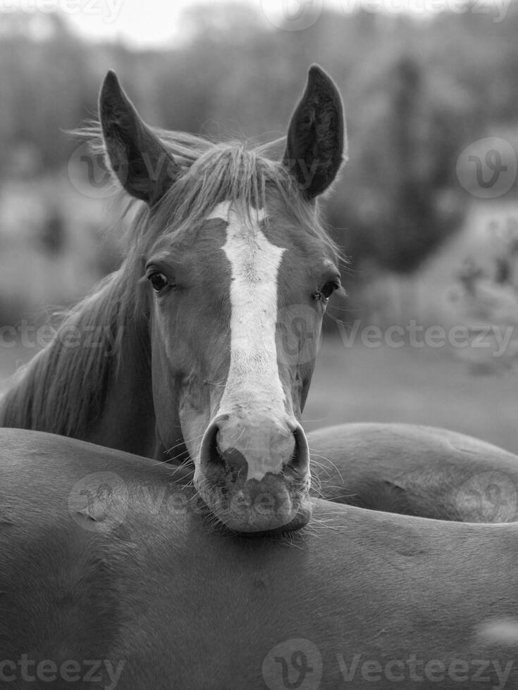 cavalos em uma Prado foto