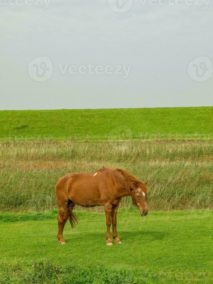 ilha spiekeroog na alemanha foto