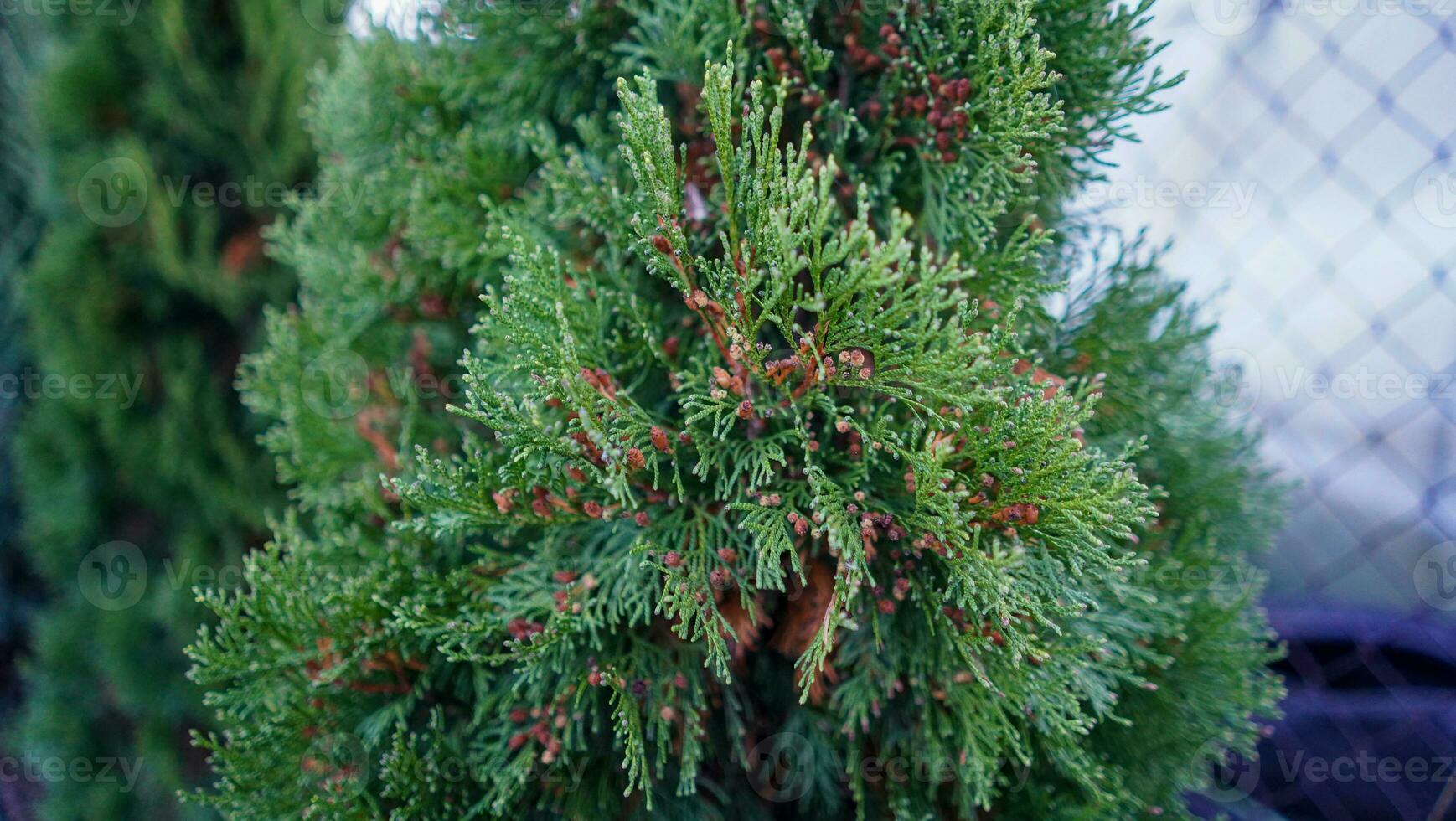 fechar acima do uma Thuja foto