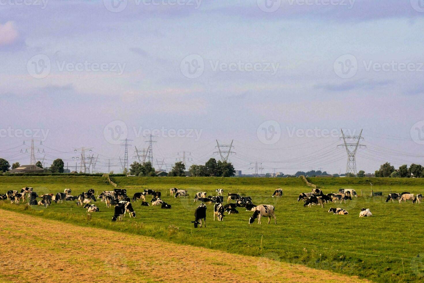 vacas dentro uma campo com poder linhas dentro a fundo foto