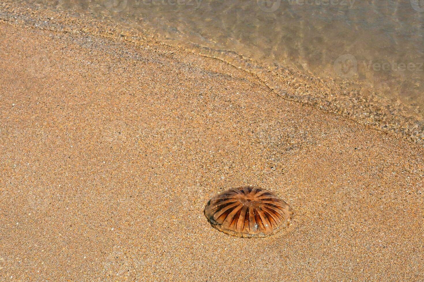 uma medusa em a de praia perto a água foto