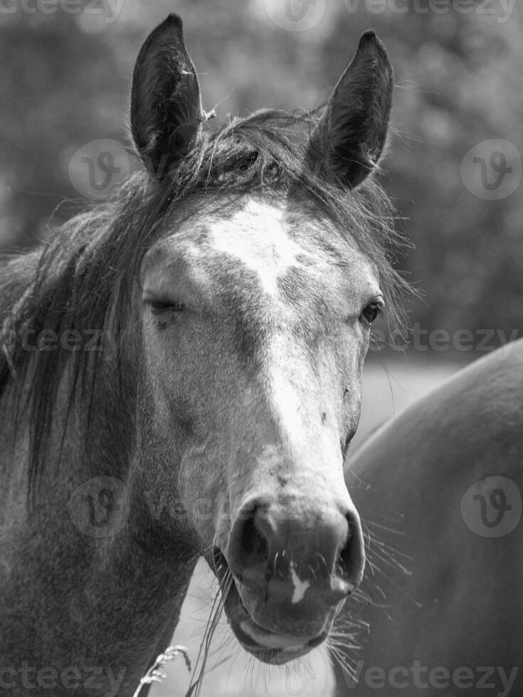 cavalos em uma Medow dentro Westfália foto