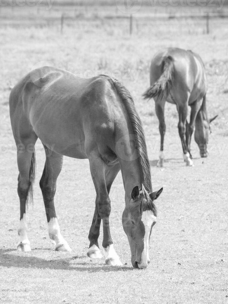 cavalos em uma Medow dentro Westfália foto
