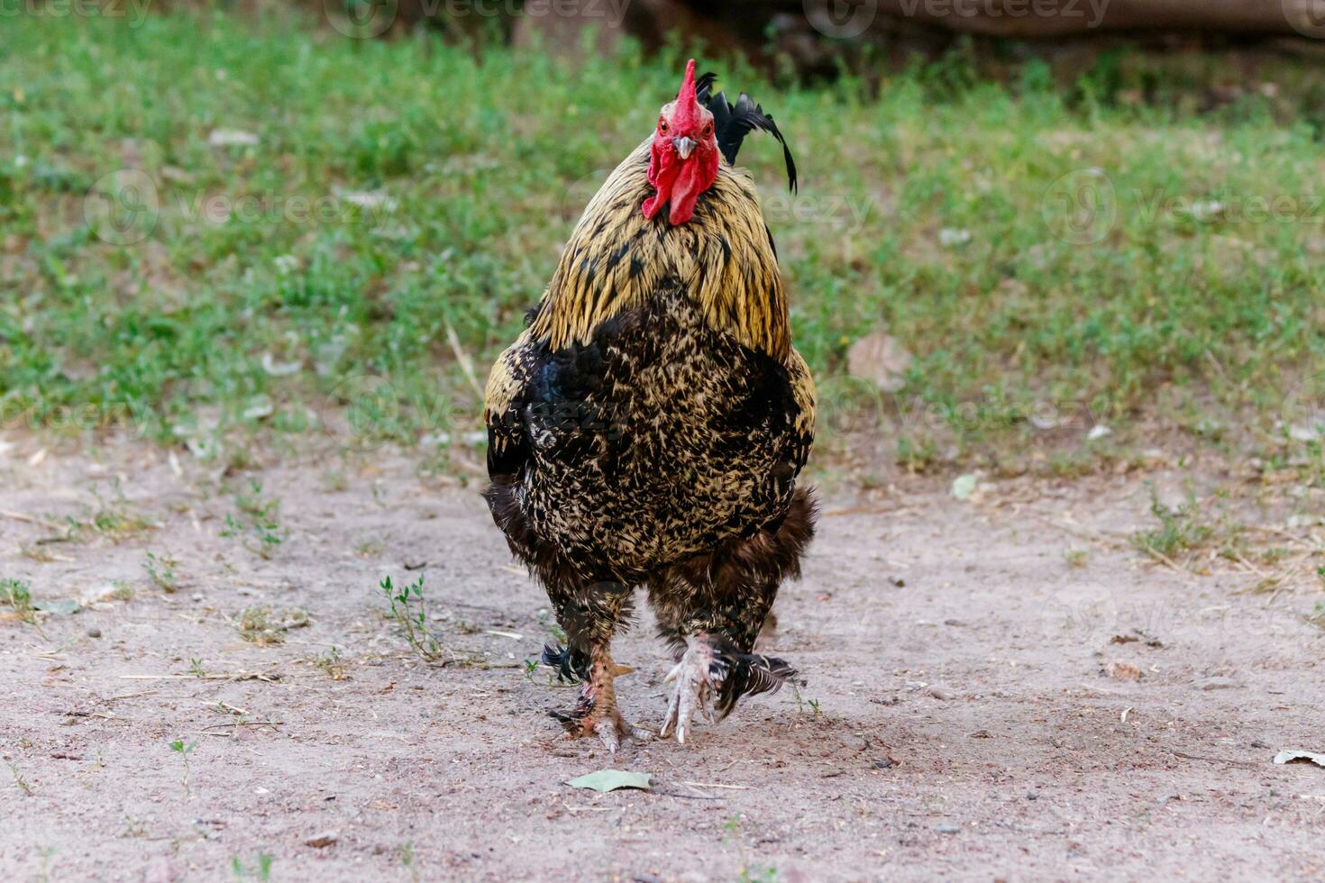 lindo galo em Relva fundo foto