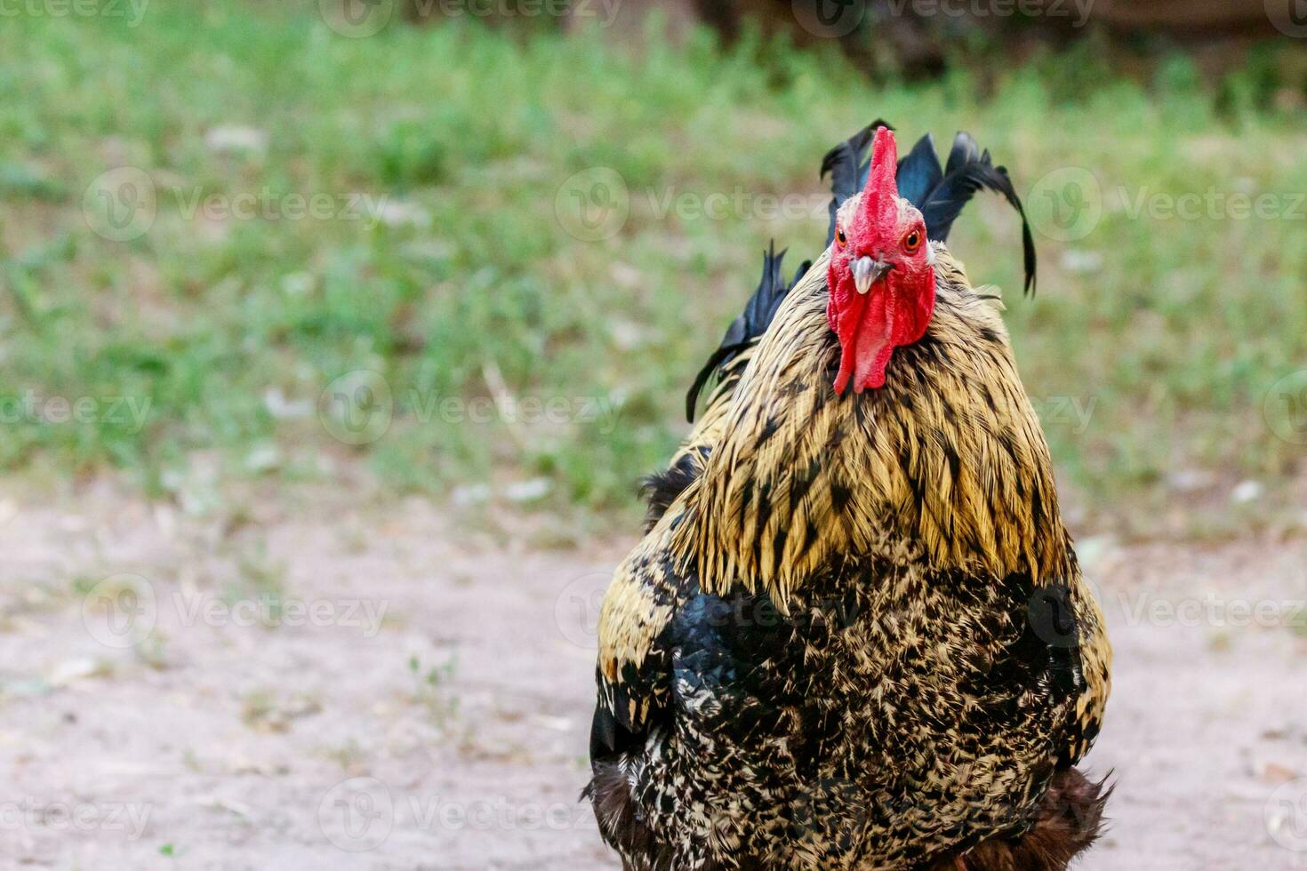 lindo galo em Relva fundo foto