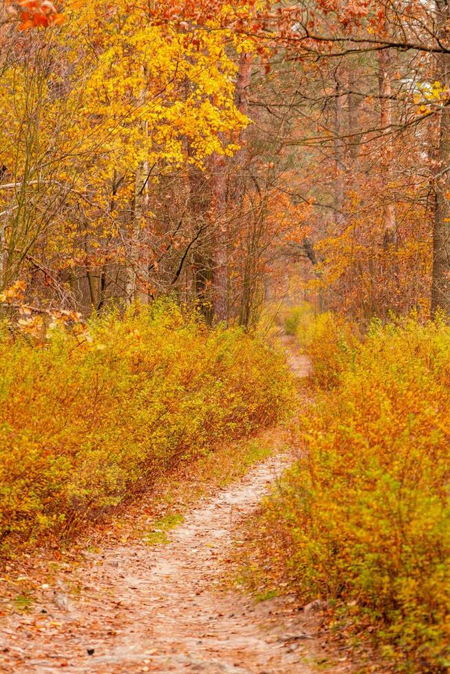 outono lindo floresta com uma caminho coberto com folhas foto