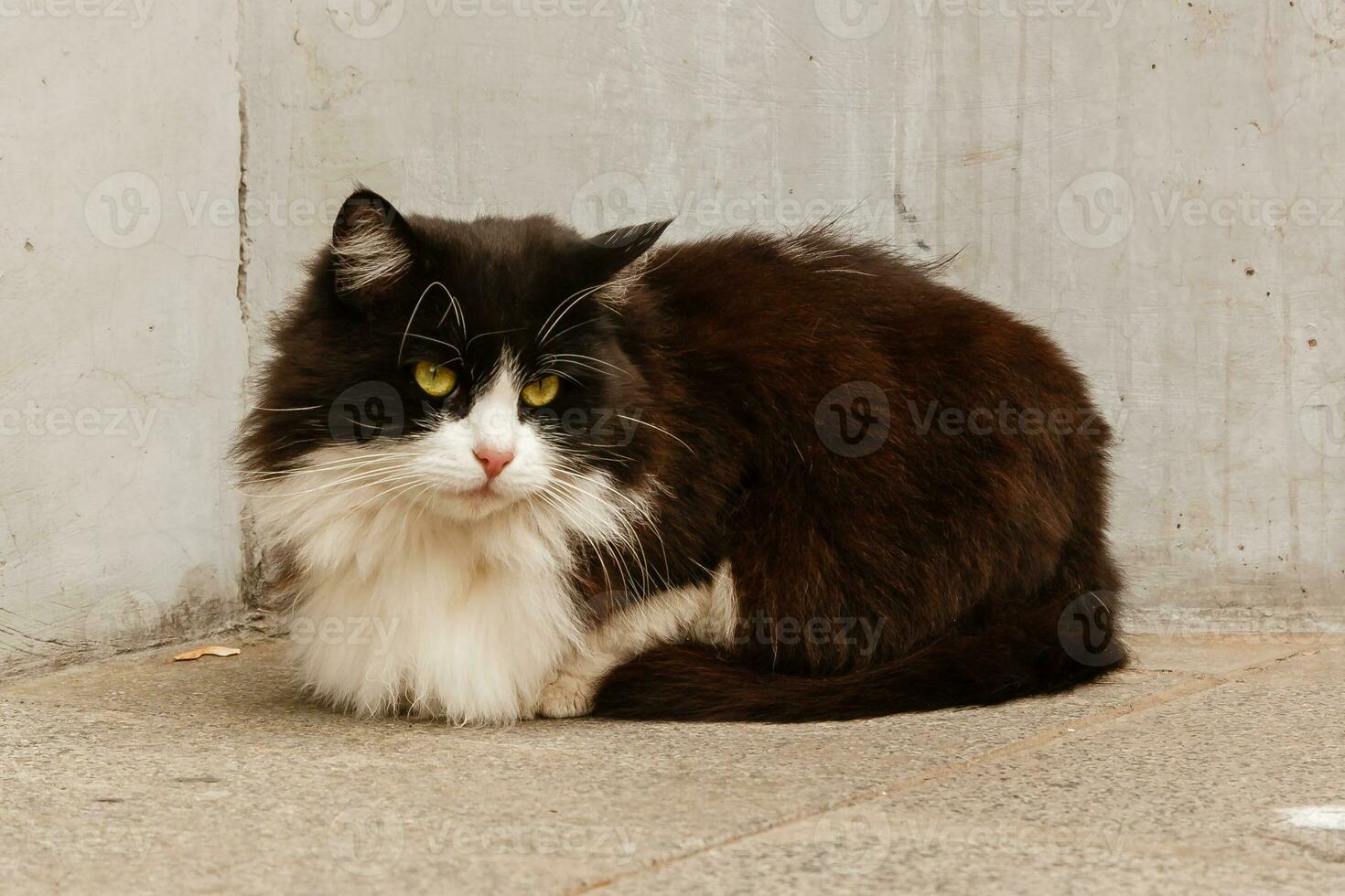 gata linda com olhos verdes foto