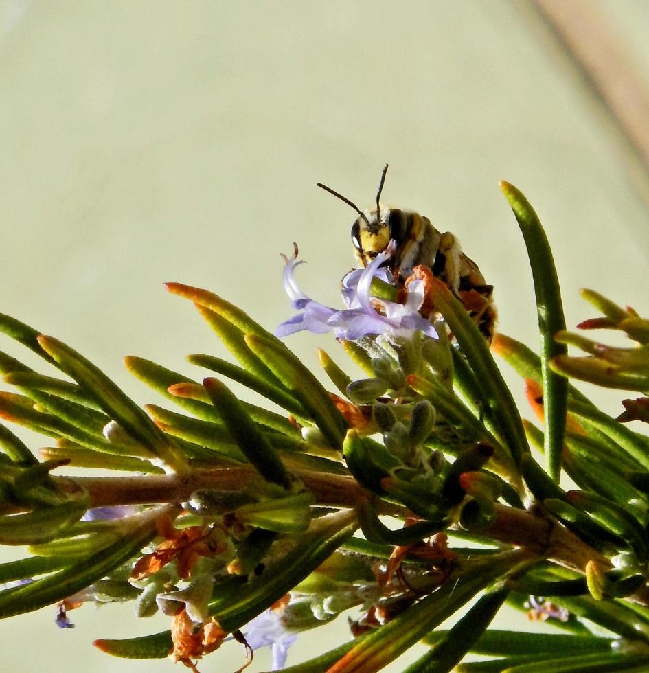 abelhinha chupando em um dia de verão foto