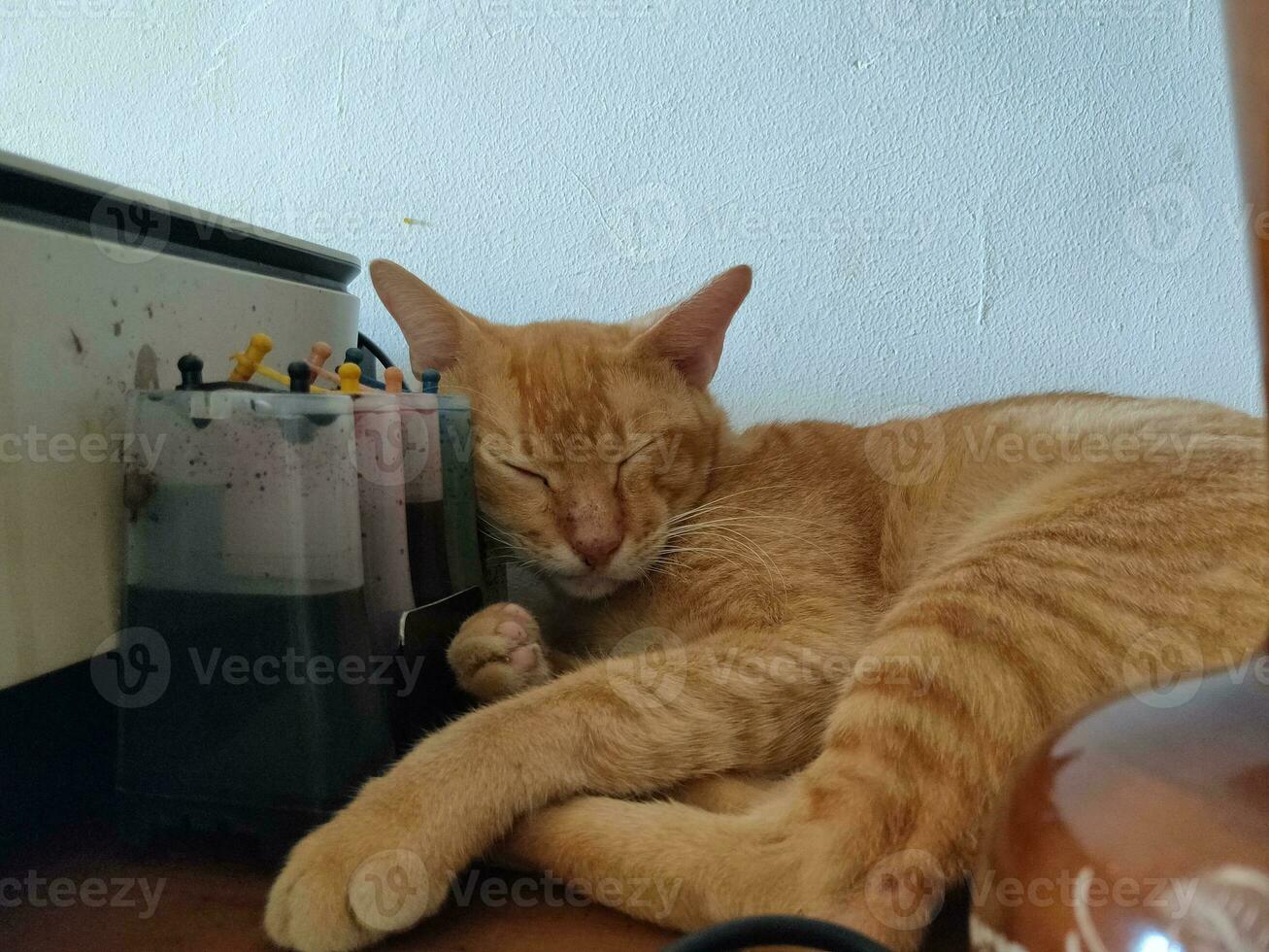 a gato é dormindo profundamente foto