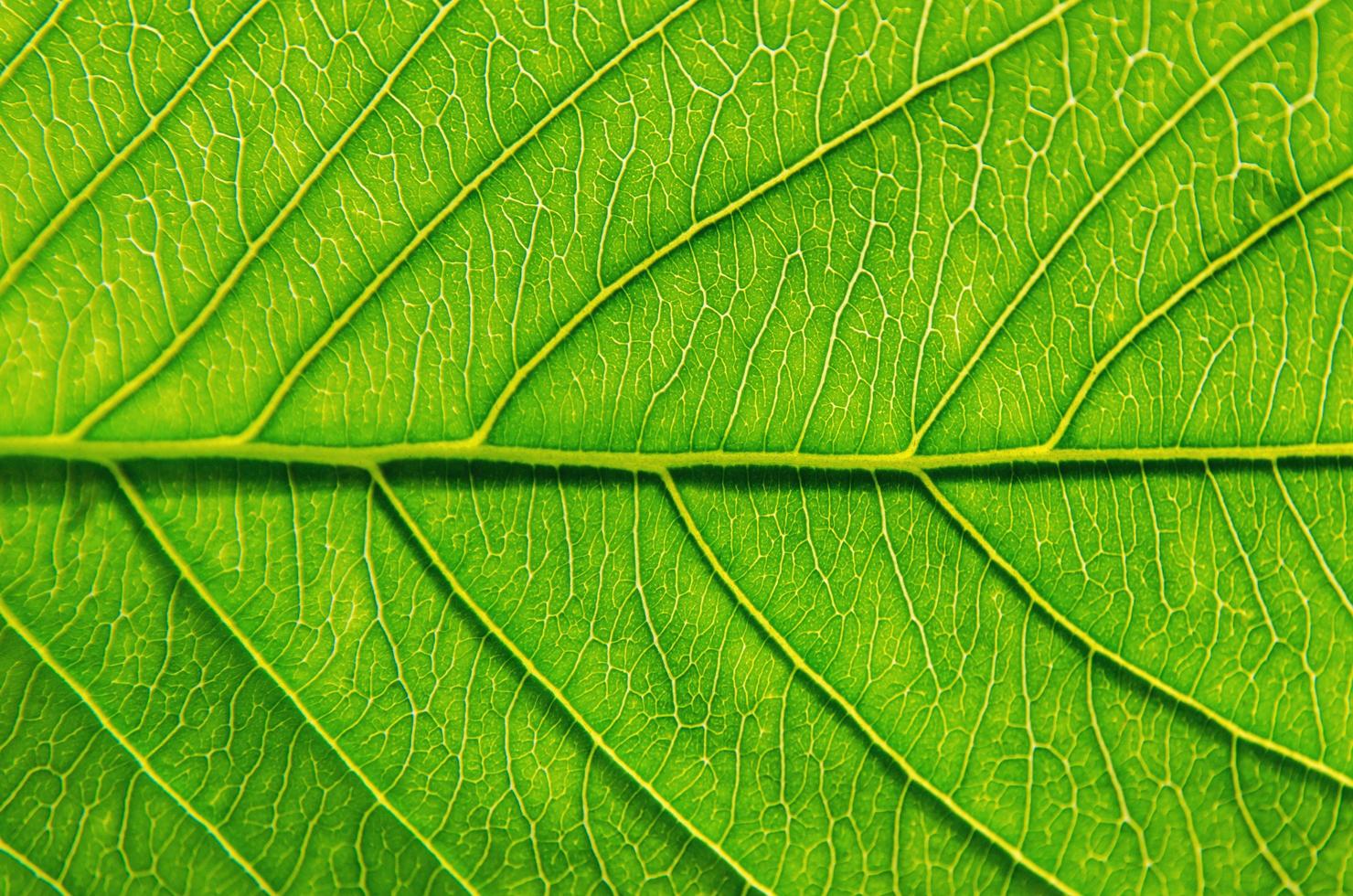 textura de folhas verdes e fibra de folha, plano de fundo por folha verde. foto