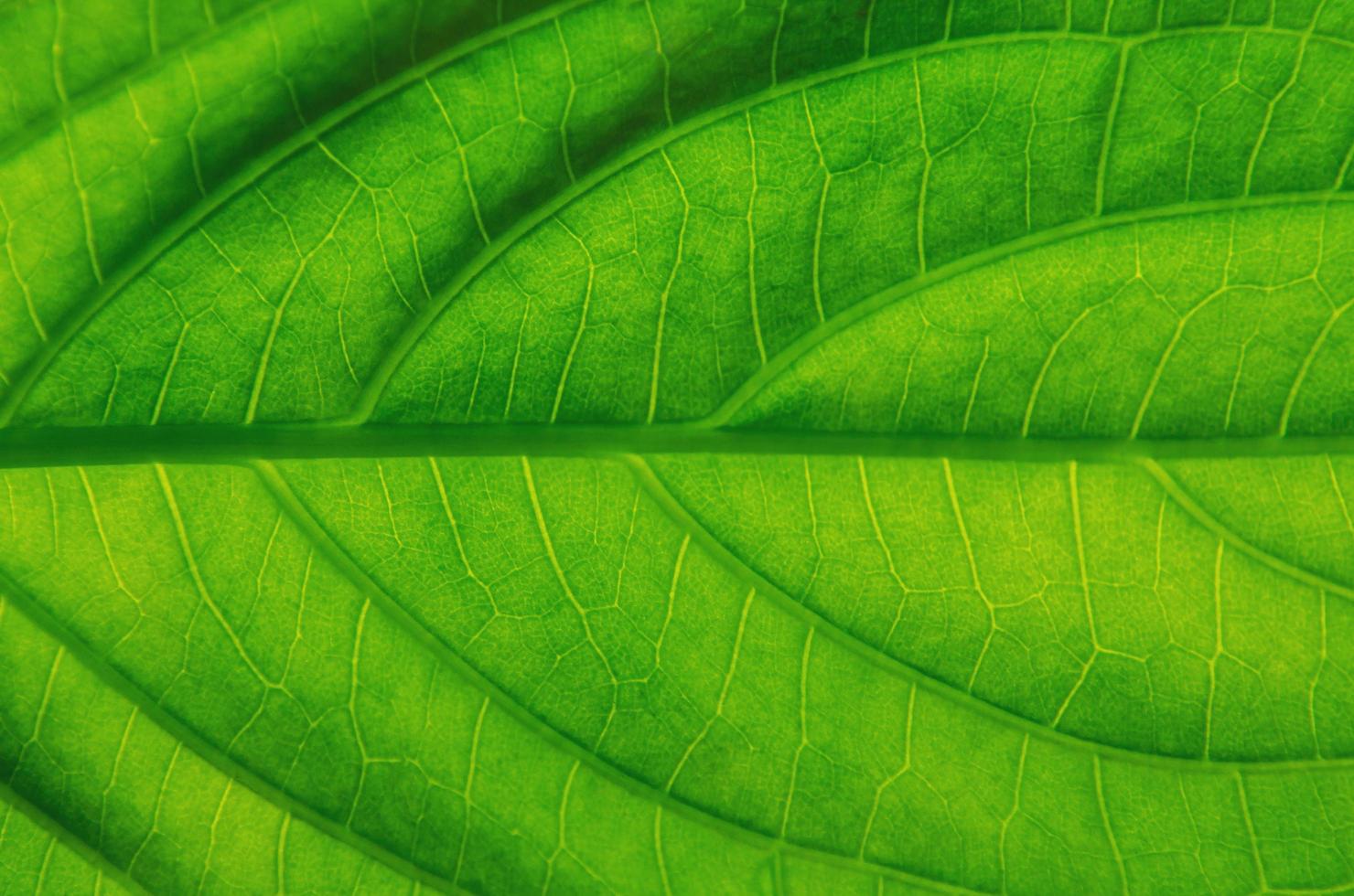 textura de folhas verdes e fibra de folha, plano de fundo por folha verde. foto