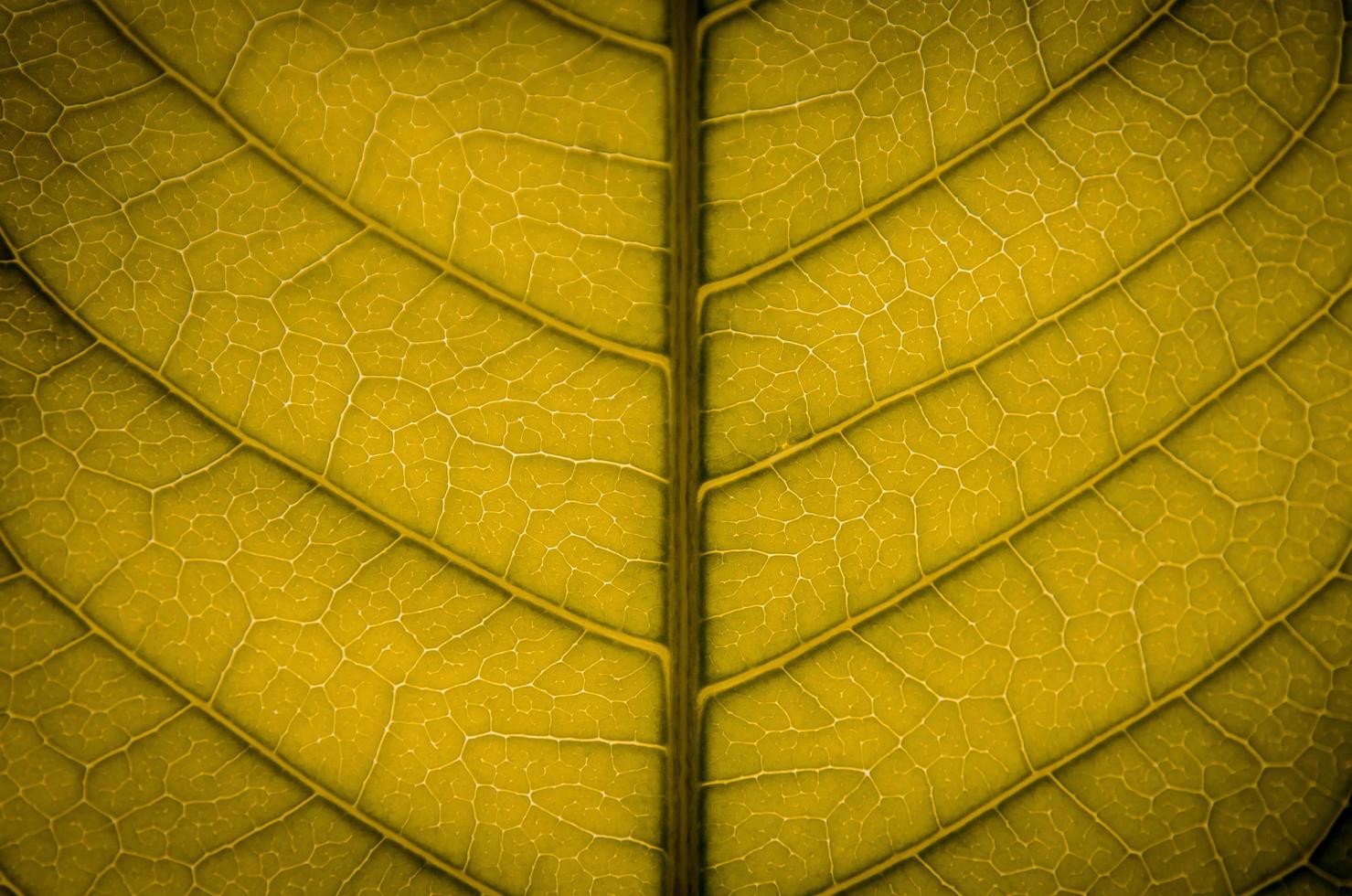 textura de folhas verdes e fibra de folha, papel de parede por detalhe de folha verde foto