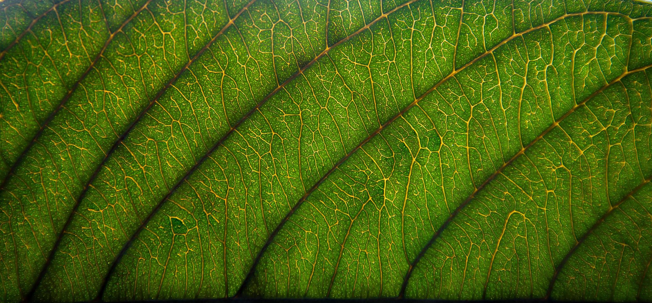 textura de folhas verdes e fibra de folha, papel de parede por detalhe de folha verde foto