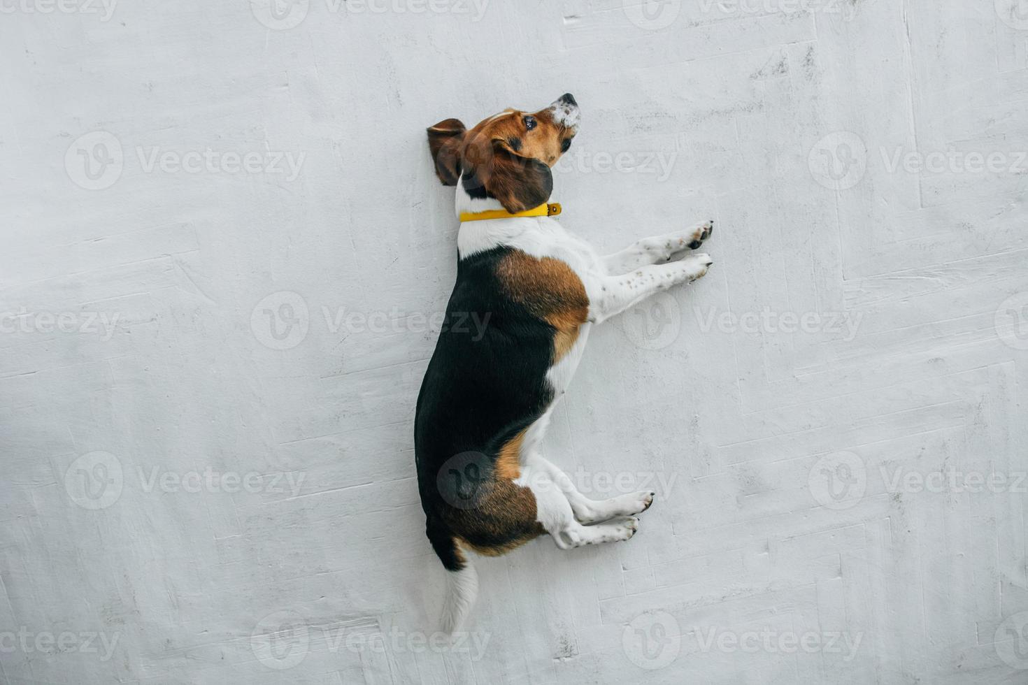 cachorro beagle com coleira amarela dormindo no chão de madeira branca foto