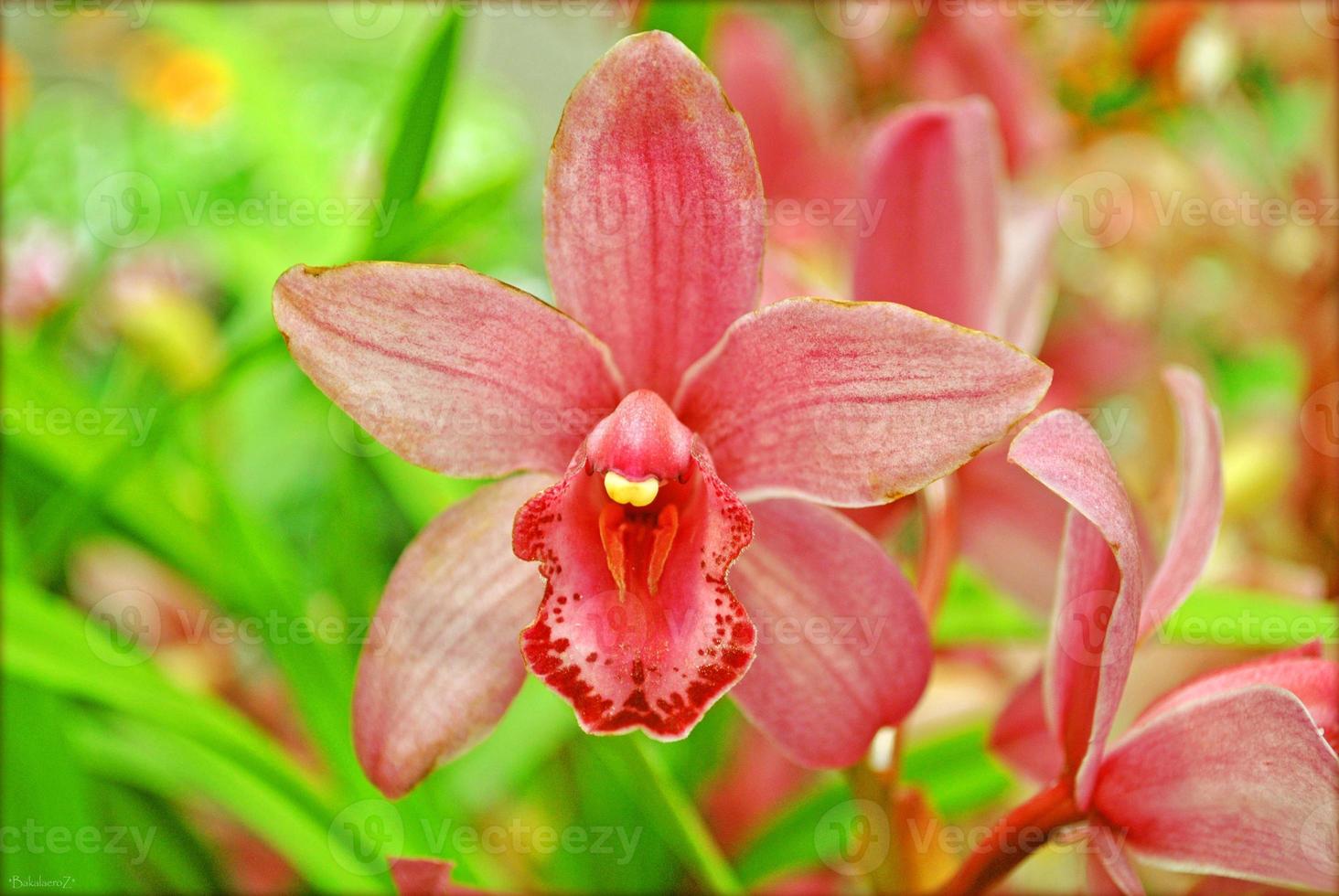 flor de flor de perto estampas de fundo da natureza foto