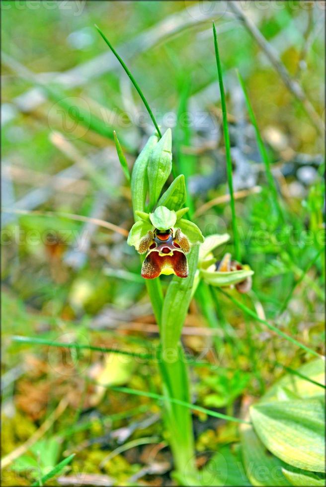 flor de flor de perto estampas de fundo da natureza foto