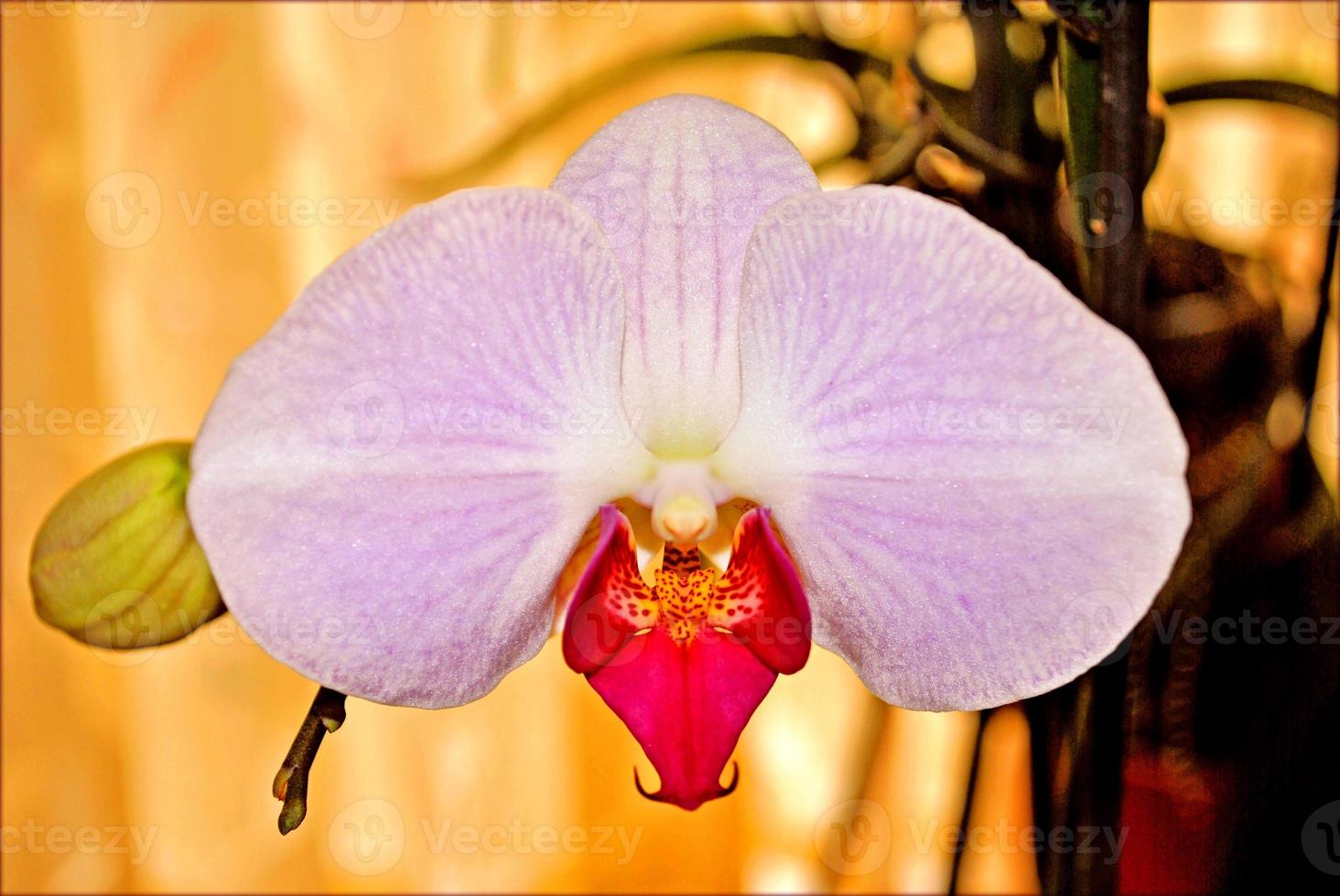 flor de flor de perto estampas de fundo da natureza foto