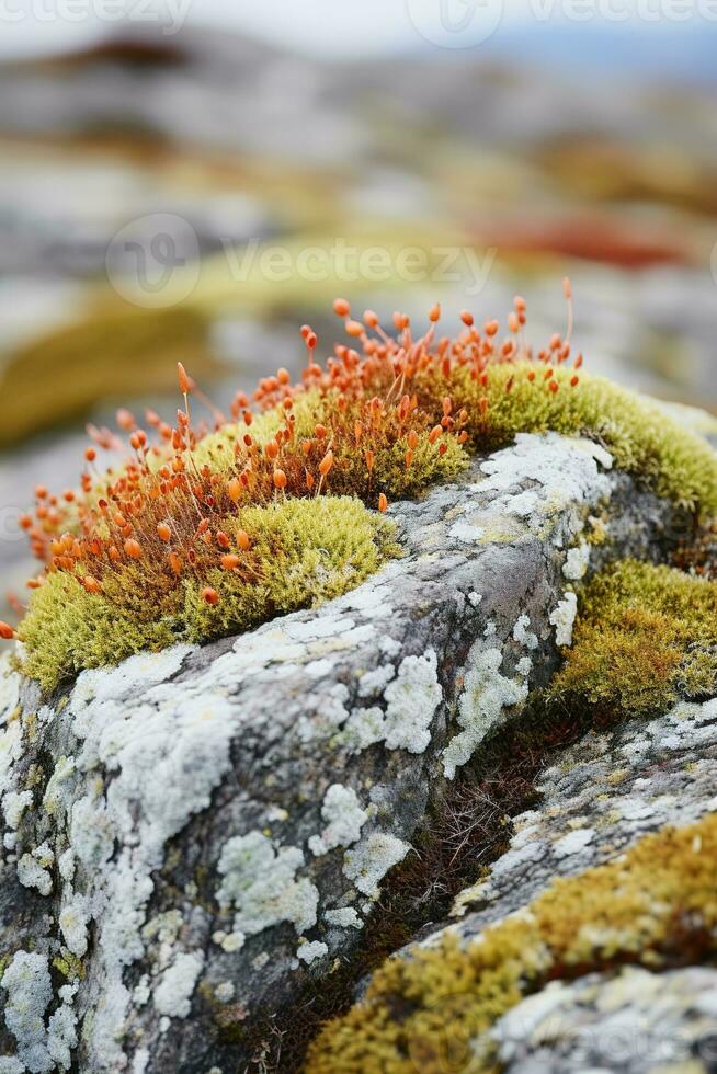 fechar acima do colorida líquenes crescendo em uma Rocha dentro a tundra. vários tons do verde, amarelo, laranja, e vermelho, e elas contraste belas com a cinzento Rocha. foto