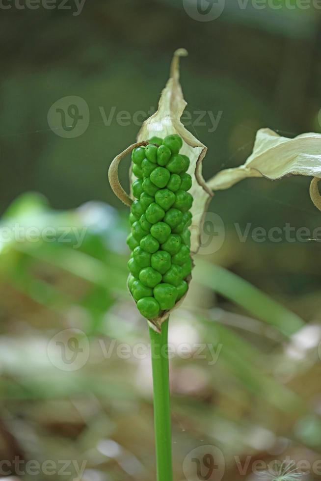 flor venenosa arum creticum araceae família impressões da ilha de creta foto