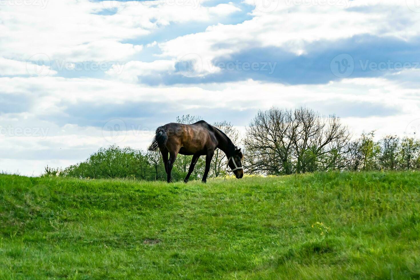 lindo garanhão de cavalo selvagem marrom no prado de flores de verão foto