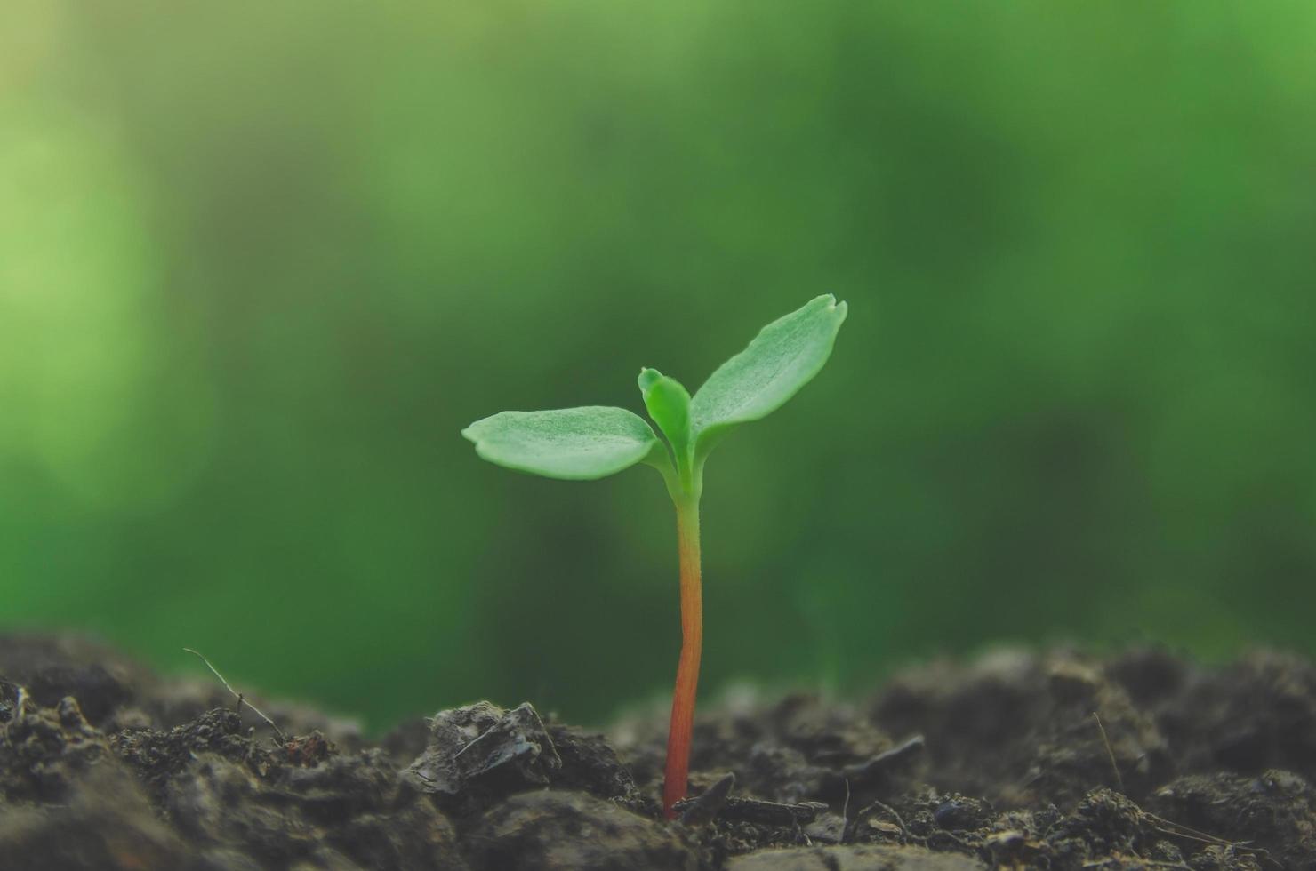 verdura de planta jovem e mudas estão crescendo no solo. foto