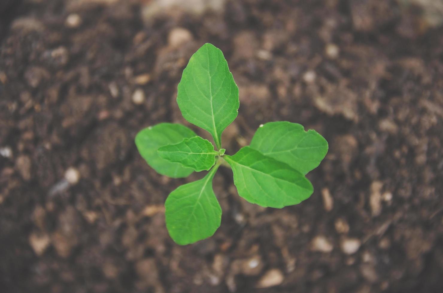 verdura de planta jovem e mudas estão crescendo no solo. foto