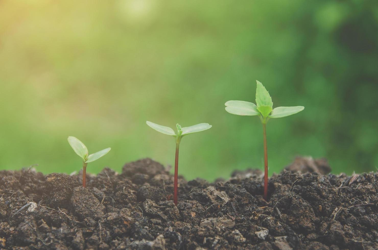 verdura de planta jovem e mudas estão crescendo no solo. foto