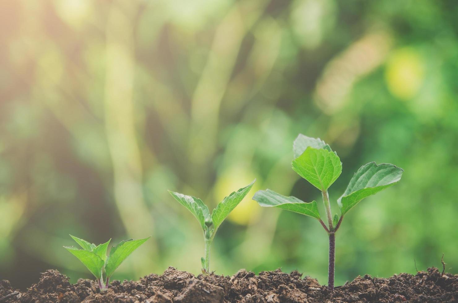 verdura de planta jovem e mudas estão crescendo no solo. foto