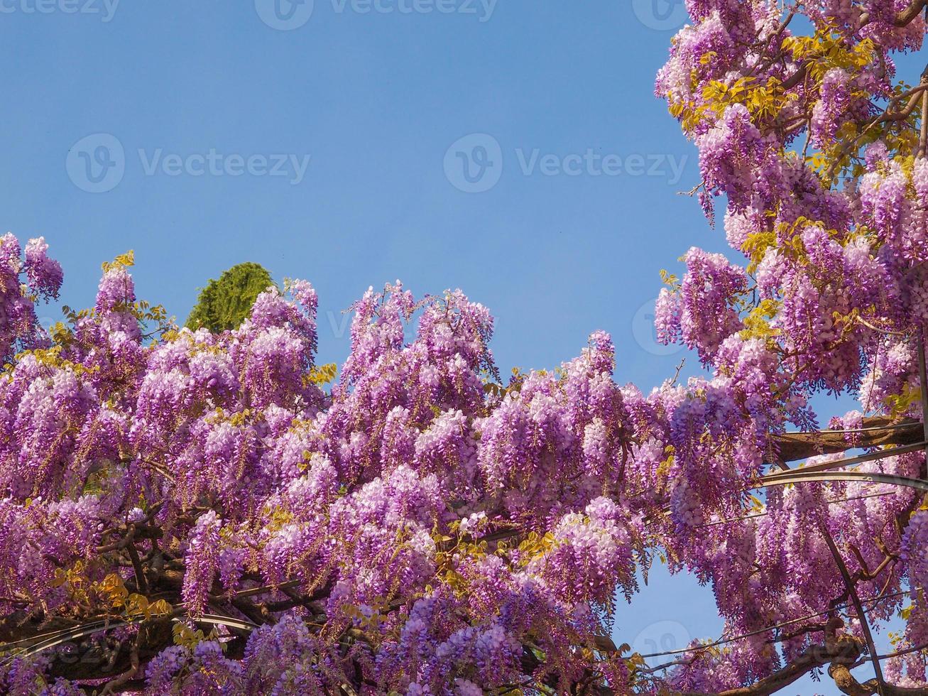 glicínia violeta, também conhecida como wistária ou flores de wisteria foto