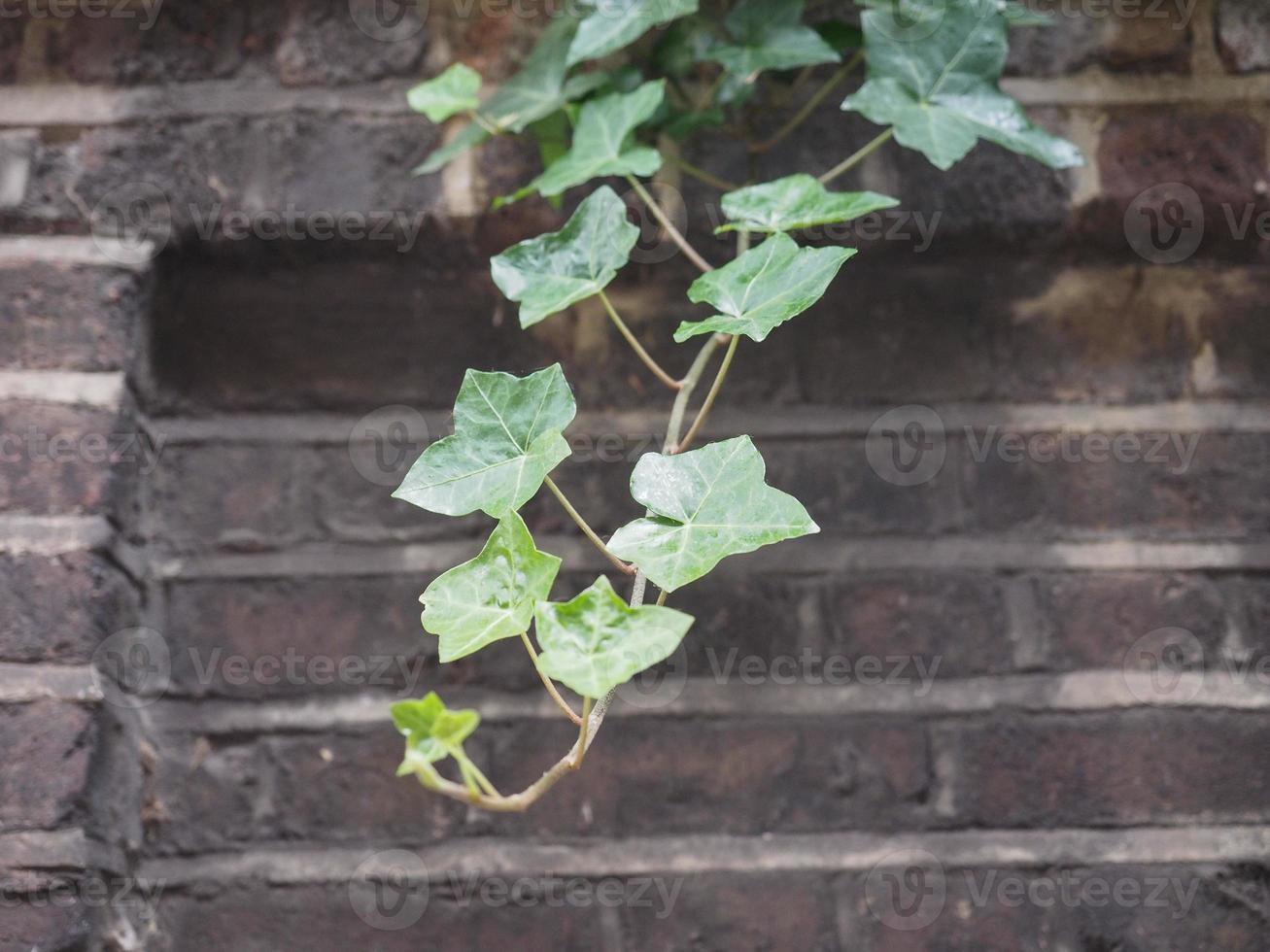 planta ivy e fundo de parede foto